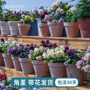 角堇花苗带花发货皱边角堇三色堇花园地栽植物阳台盆栽耐寒好养活