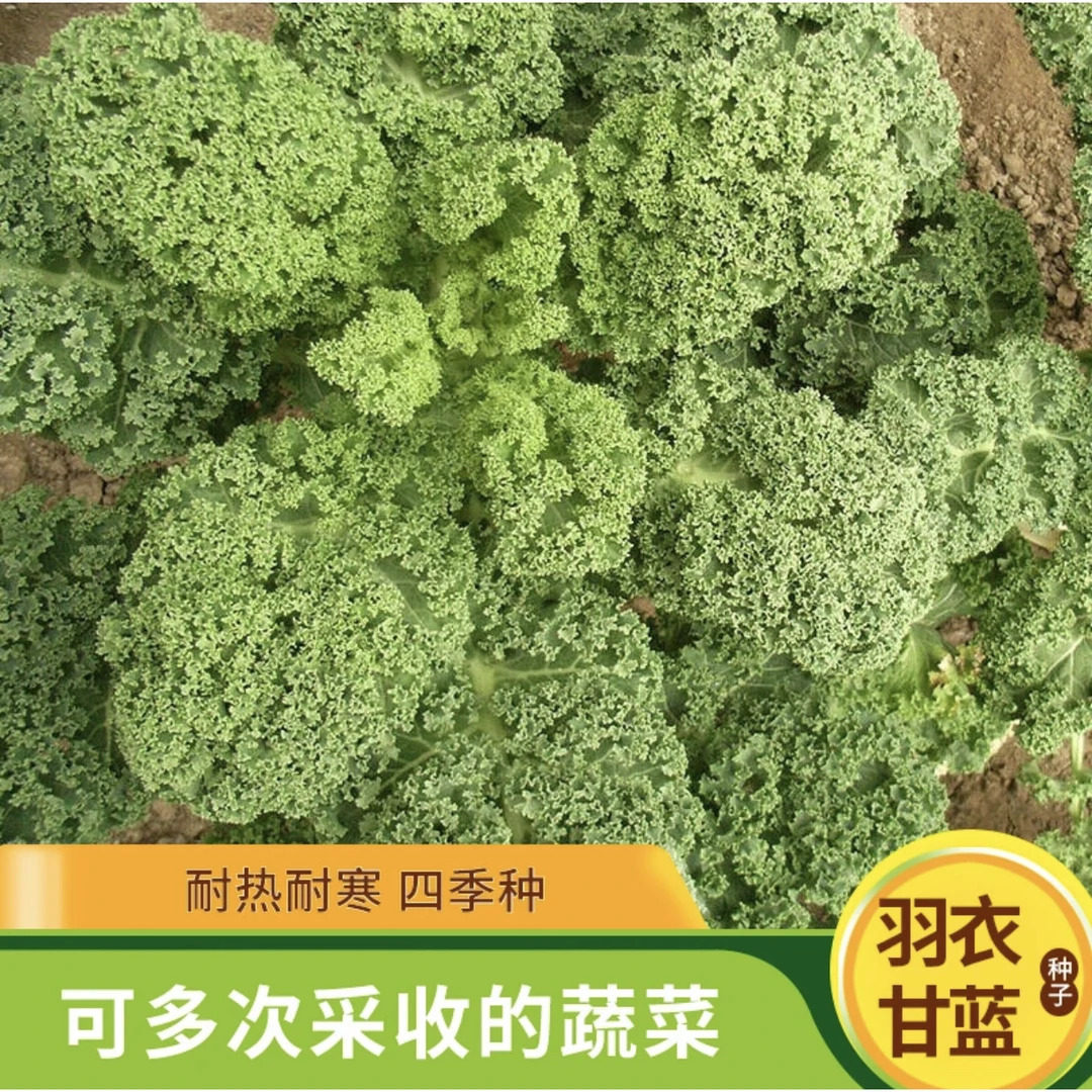 食用羽衣甘蓝种子耐寒甘蓝种籽皱叶甘兰种孑四季阳台盆栽蔬菜种子,鲜花速递/花卉仿真/绿植园艺,家庭园艺种子,淘宝优惠券,粉丝福利购,淘宝优惠卷