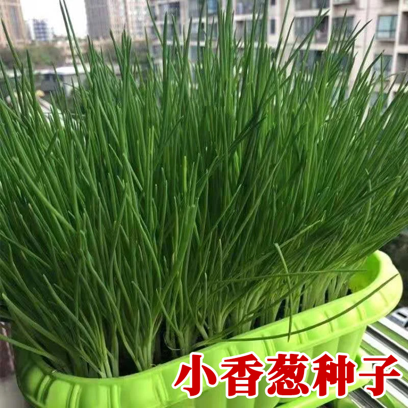 四季小香葱籽生长四季易种小葱生长阳台育苗盆栽葱种植家庭菜种植
