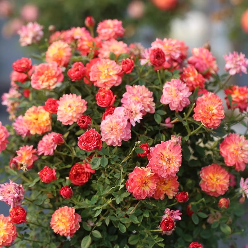 躲躲藏藏微型丰花灌木月季阳台盆栽月季开花机器捉迷藏迷你多季开