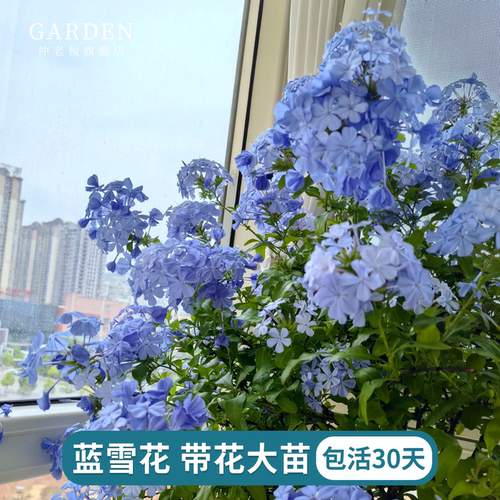 蓝雪花盆栽大苗带花发货耐热花卉