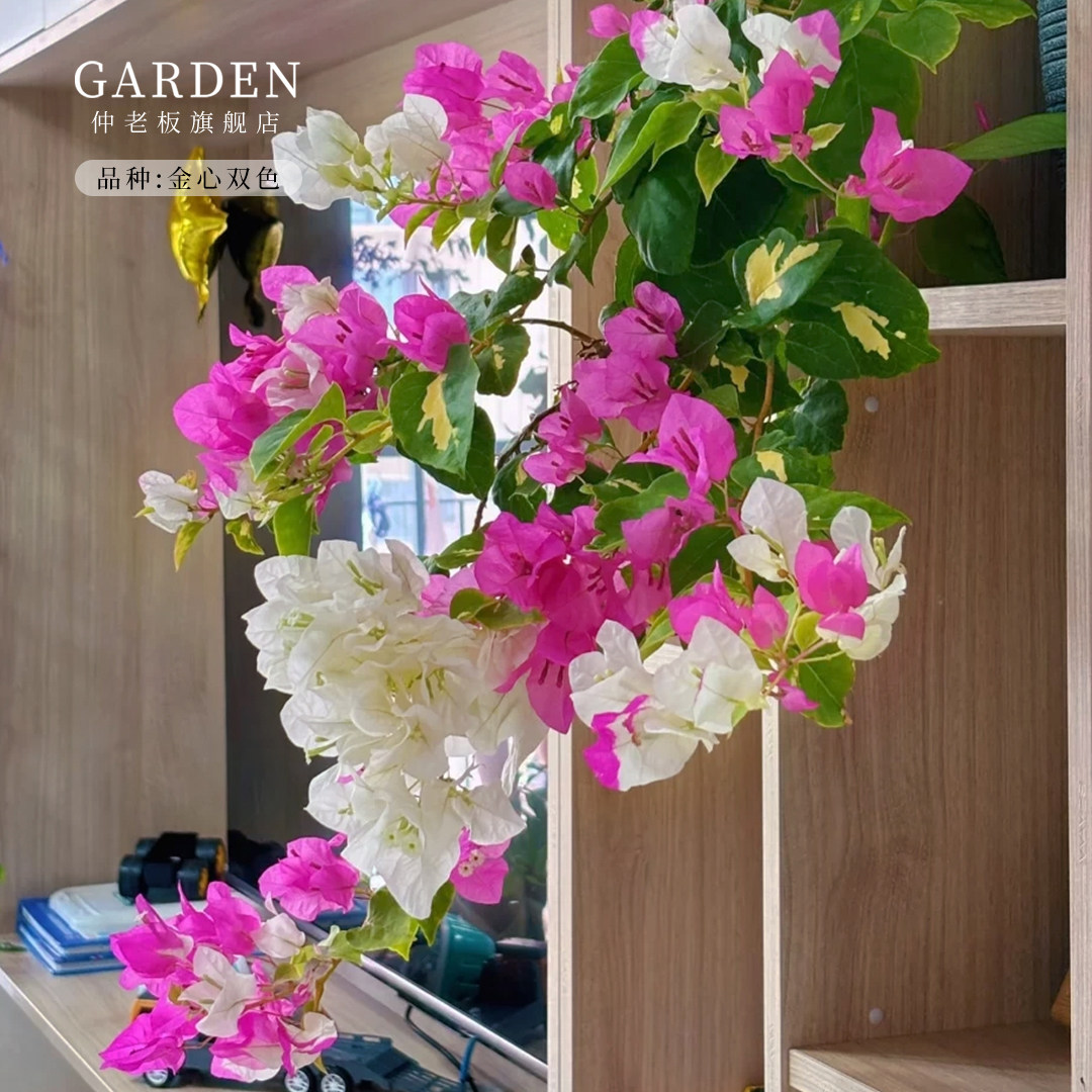 金心双色三角梅盆栽大苗重瓣勤花老桩室内外爬藤植物多季开花好养,鲜花速递/花卉仿真/绿植园艺,时令草本花卉,淘宝优惠券,粉丝福利购,淘宝优惠卷