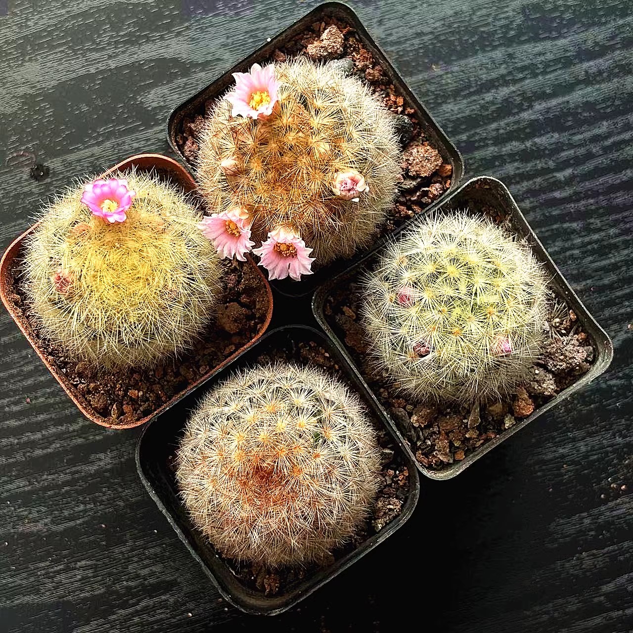 嘉文丸仙人球实生仙人掌科乳突球属开花可爱多肉植物盆栽粉花白花