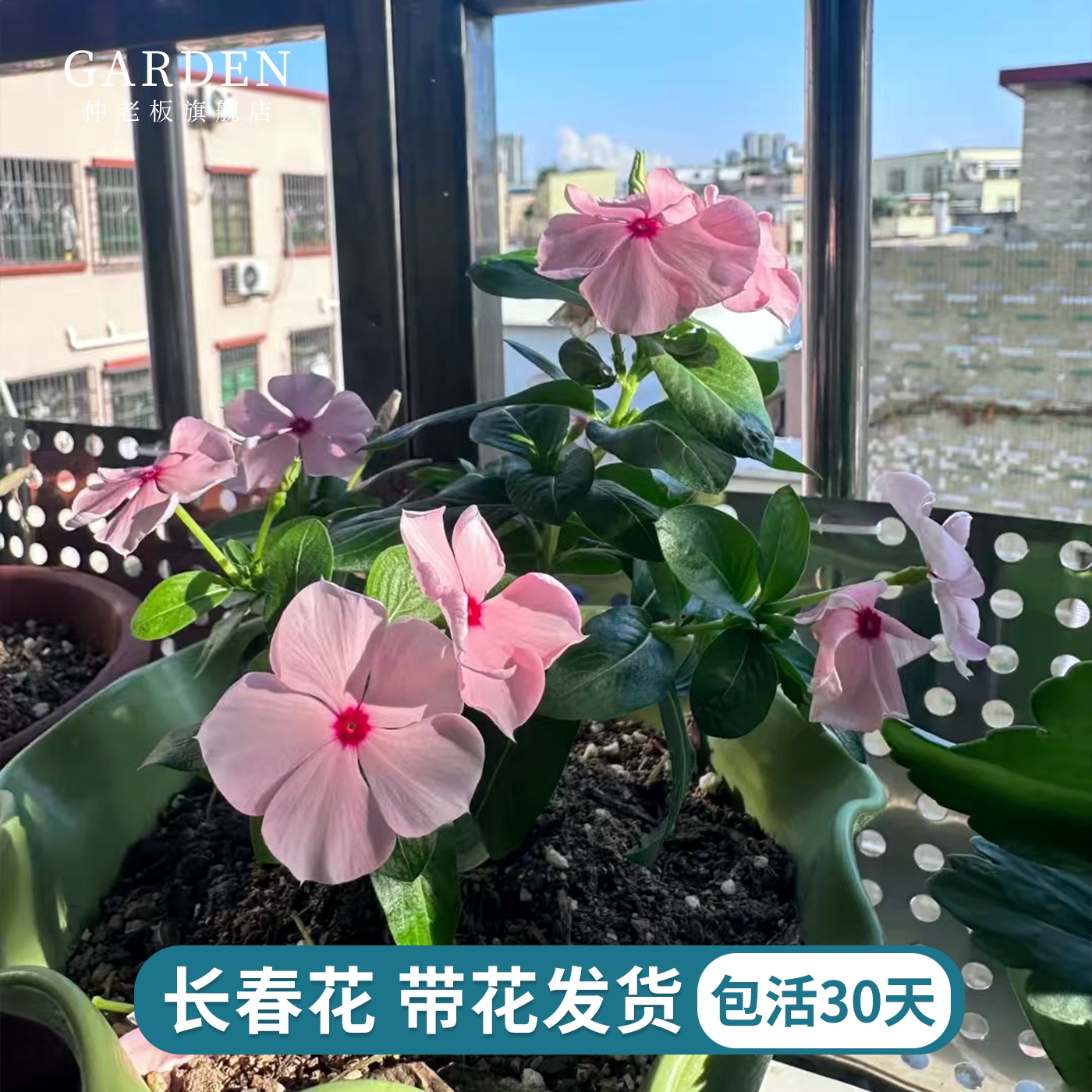 长春花盆栽带花发货四季观花植物五叶梅庭院客厅盆栽花卉四季开花
