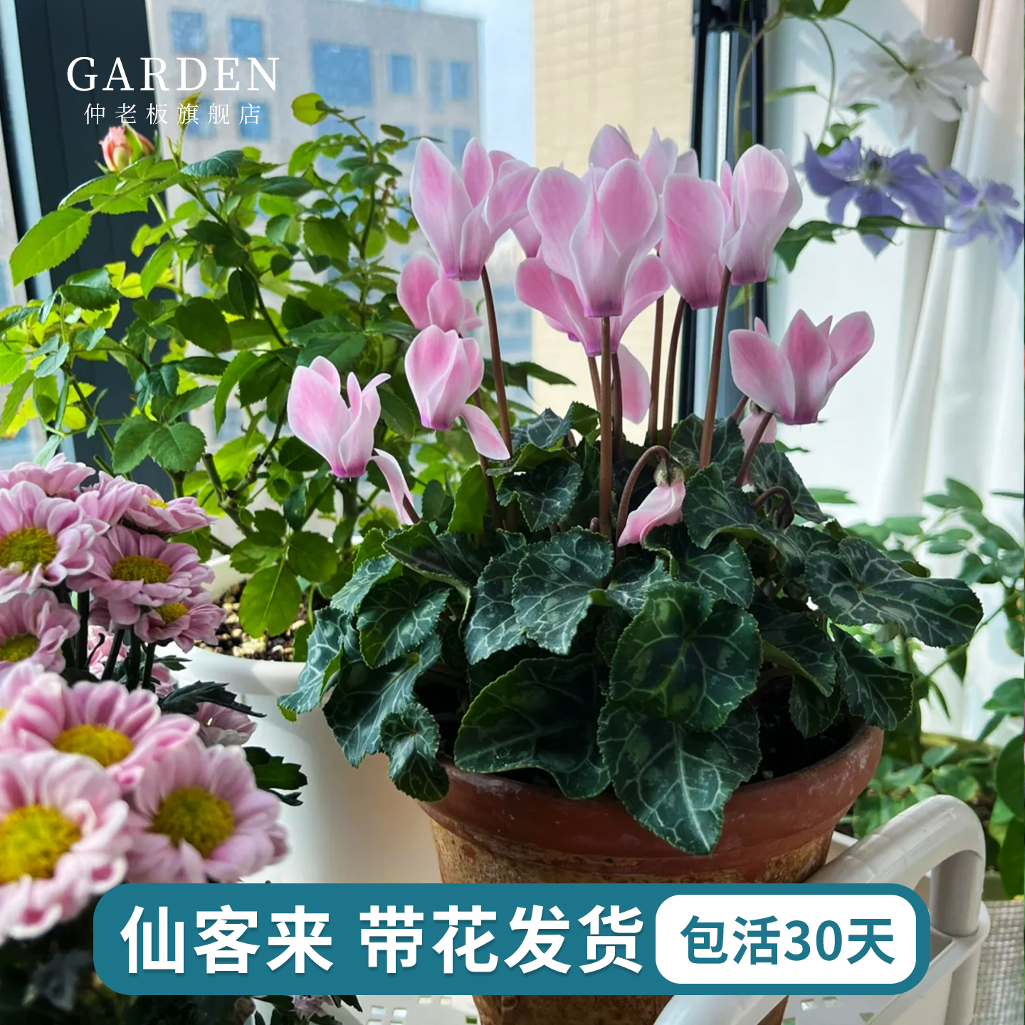 仙客来盆栽带花卉植物好养大花