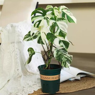 白锦龟背竹洒金龟背竹锦化植物荷兰日本进口白龟切苗好养新手适合