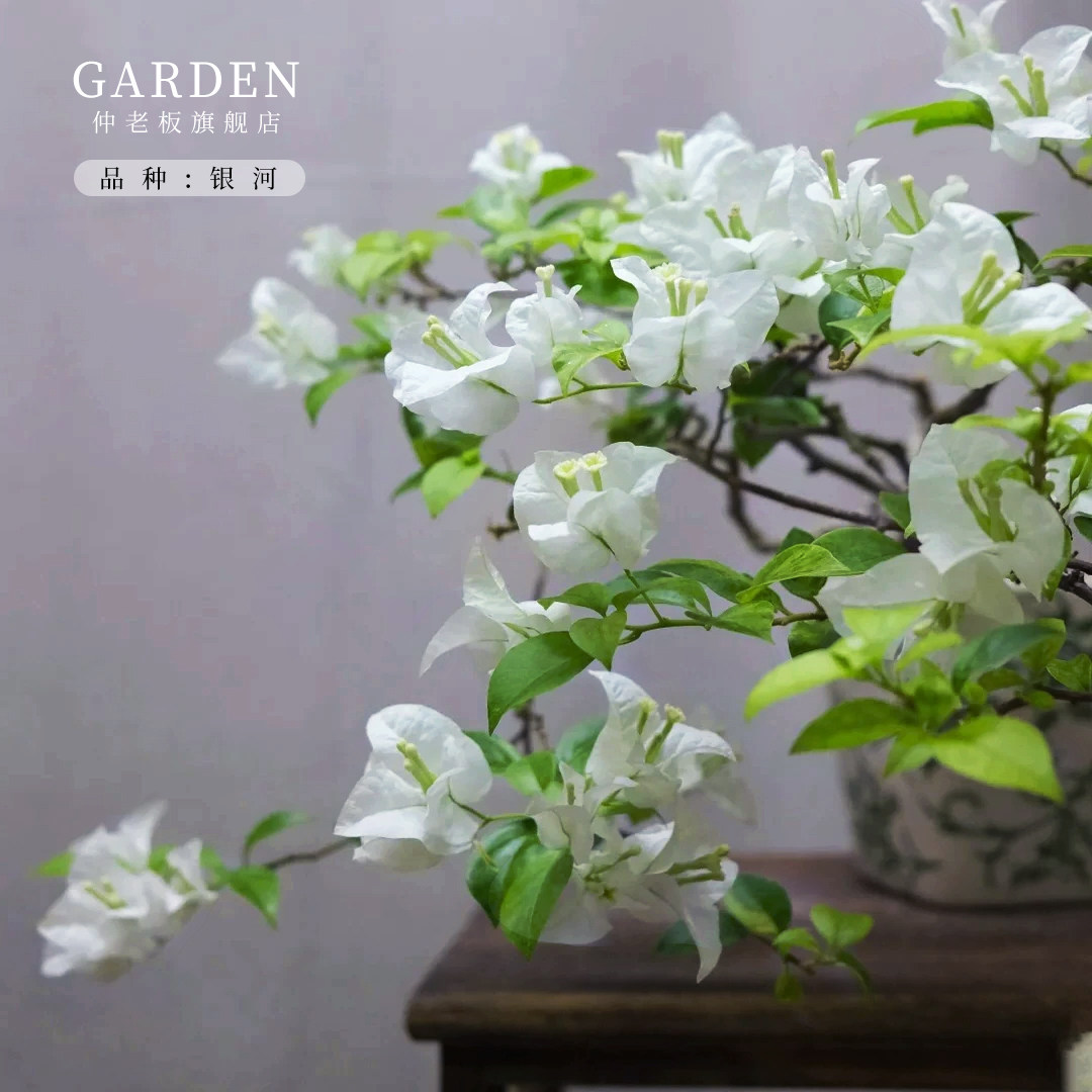 银河三角梅盆栽大苗重瓣勤花老桩室内外爬藤植物红梅多季开花好养,鲜花速递/花卉仿真/绿植园艺,时令草本花卉,淘宝优惠券,粉丝福利购,淘宝优惠卷