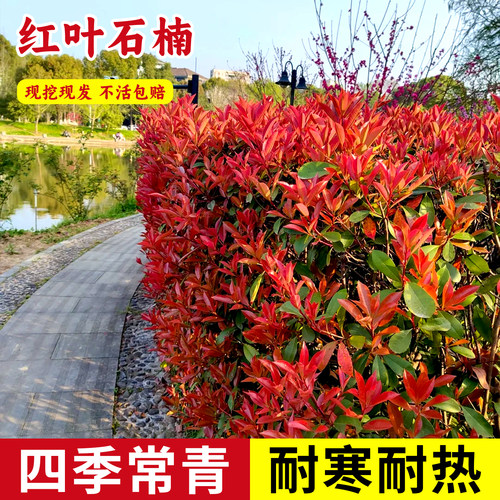 红叶石楠树苗篱笆苗四季常青苗木
