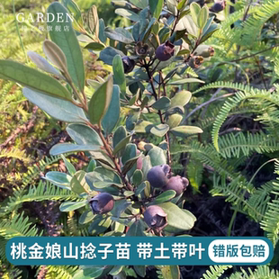 桃金娘山捻子果苗乌稔娘山花烂漫果苗盆栽念子苗常青绿化盆栽绿植