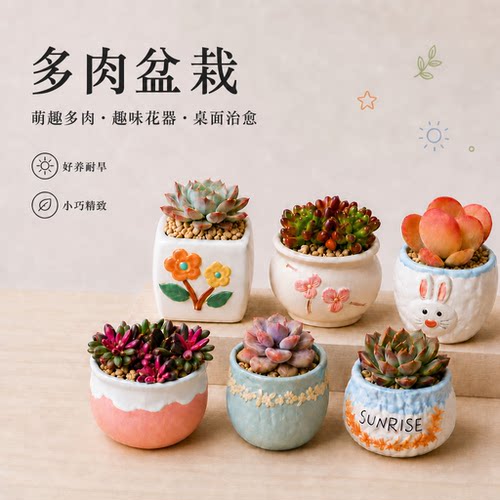 多肉植物组合盆栽桃蛋肉肉绿植