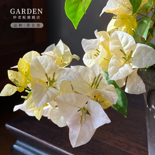 黄女郎三角梅盆栽勤花老桩室内外爬藤植物红梅花卉四季开花好养活