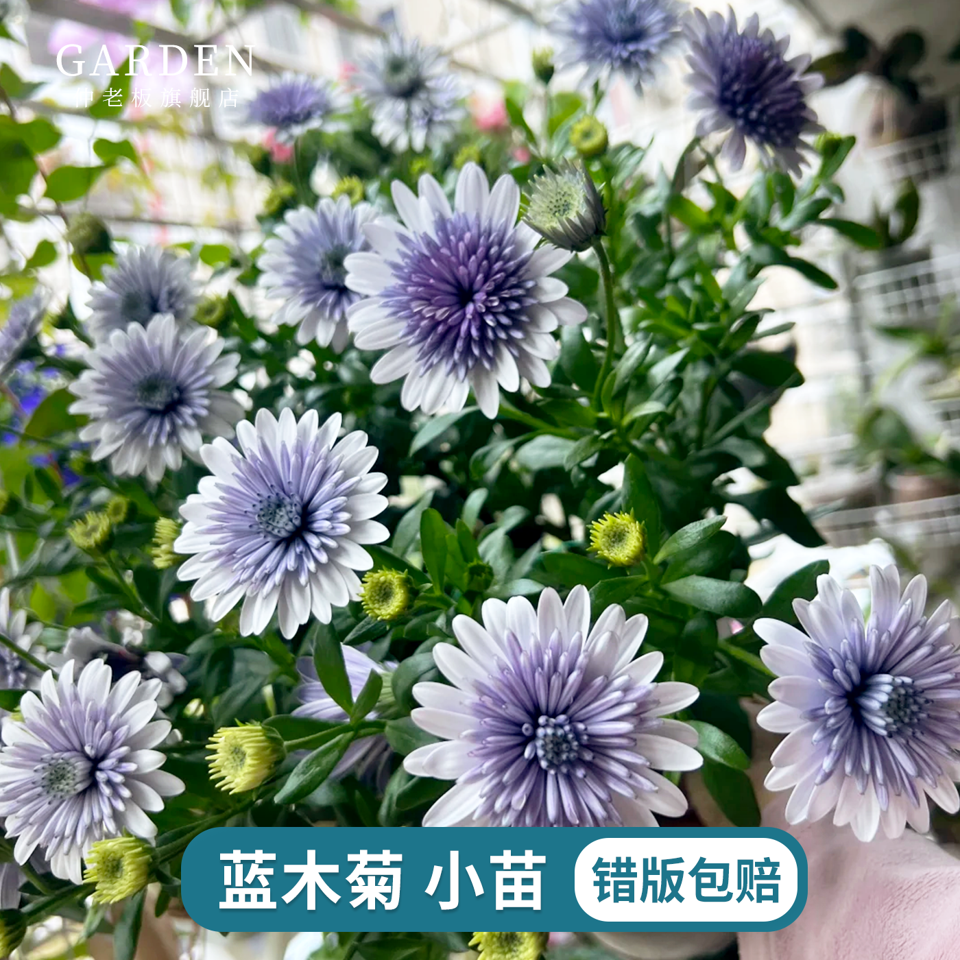 蓝目菊南非万寿菊小苗菊花苗耐寒耐热庭院花卉好养活阳台庭院盆栽