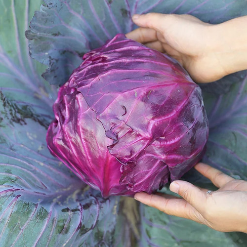 紫甘蓝菜种包菜紫包菜籽卷心菜