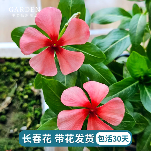 长春花盆栽带花发货四季观花植物