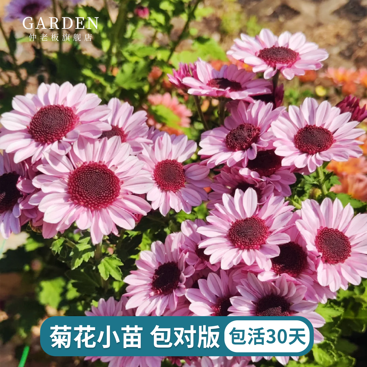 进口雏菊花苗宿根植物花苗好养活多季庭院楼顶花卉耐热盆栽切花菊