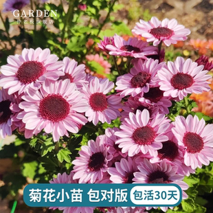 进口雏菊花苗宿根植物花苗好养活多季庭院楼顶花卉耐热盆栽切花菊