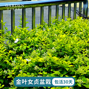 金叶女贞树苗小叶女贞树苗球四季常青耐寒北方庭院绿篱工程绿化苗