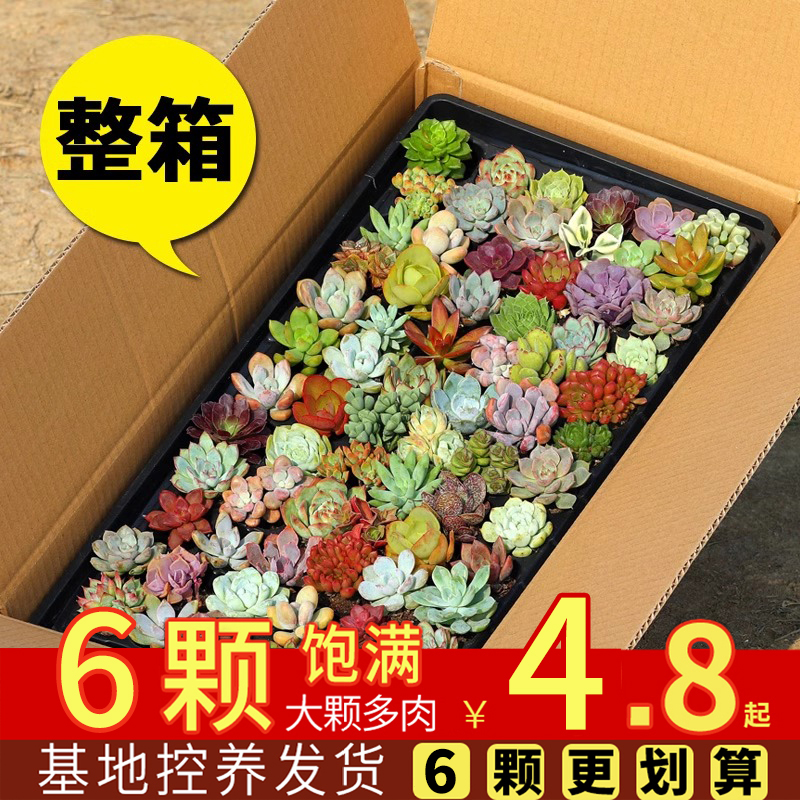 多肉植物幼儿园室内带盆组合盆栽