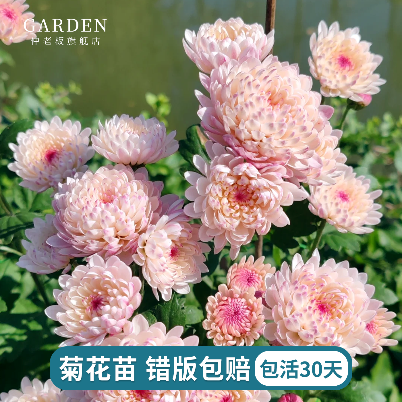 进口雏菊花苗宿根植物花苗好养活多季庭院楼顶花卉耐热盆栽切花菊