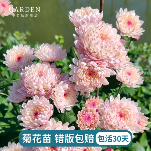 进口雏菊花苗宿根植物花苗切花菊