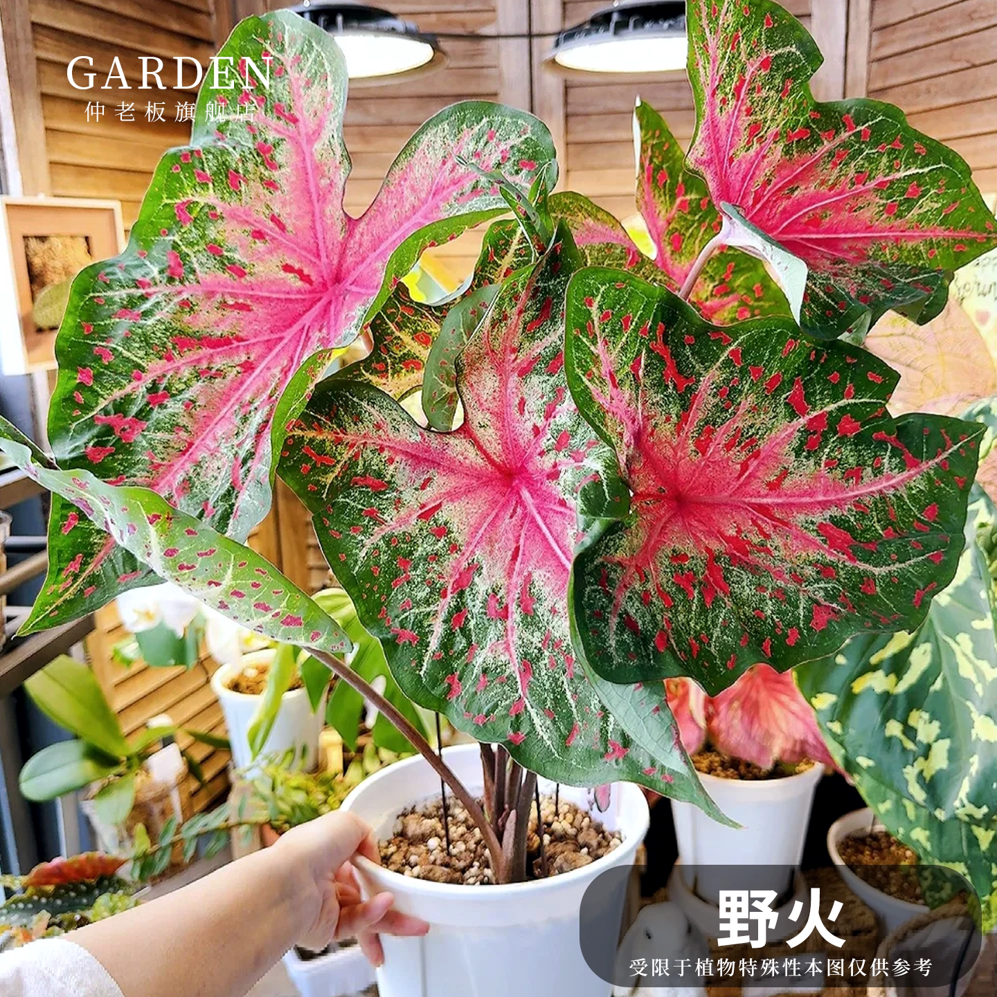 彩叶芋盆栽大球观叶植物好养活图片