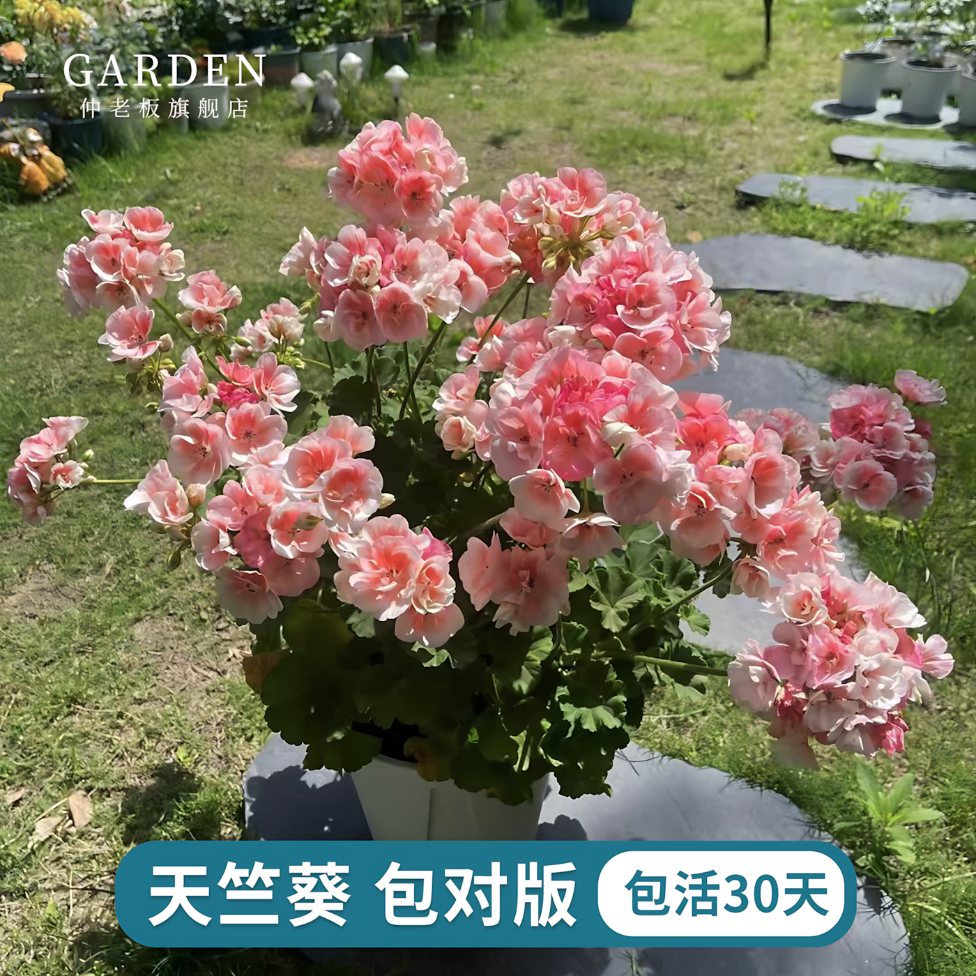 天竺葵盆栽重瓣大花阳台花卉绿植耐寒耐热四季阳台花园易开花植物