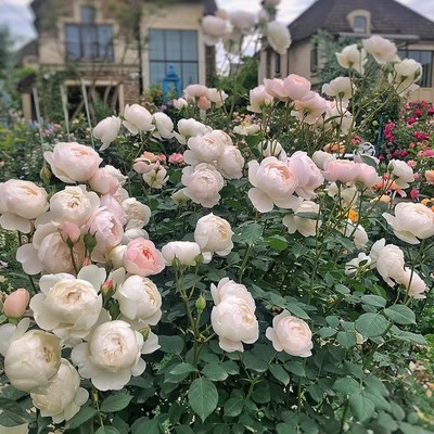 黛丝德蒙娜中苗栽好勤花多头