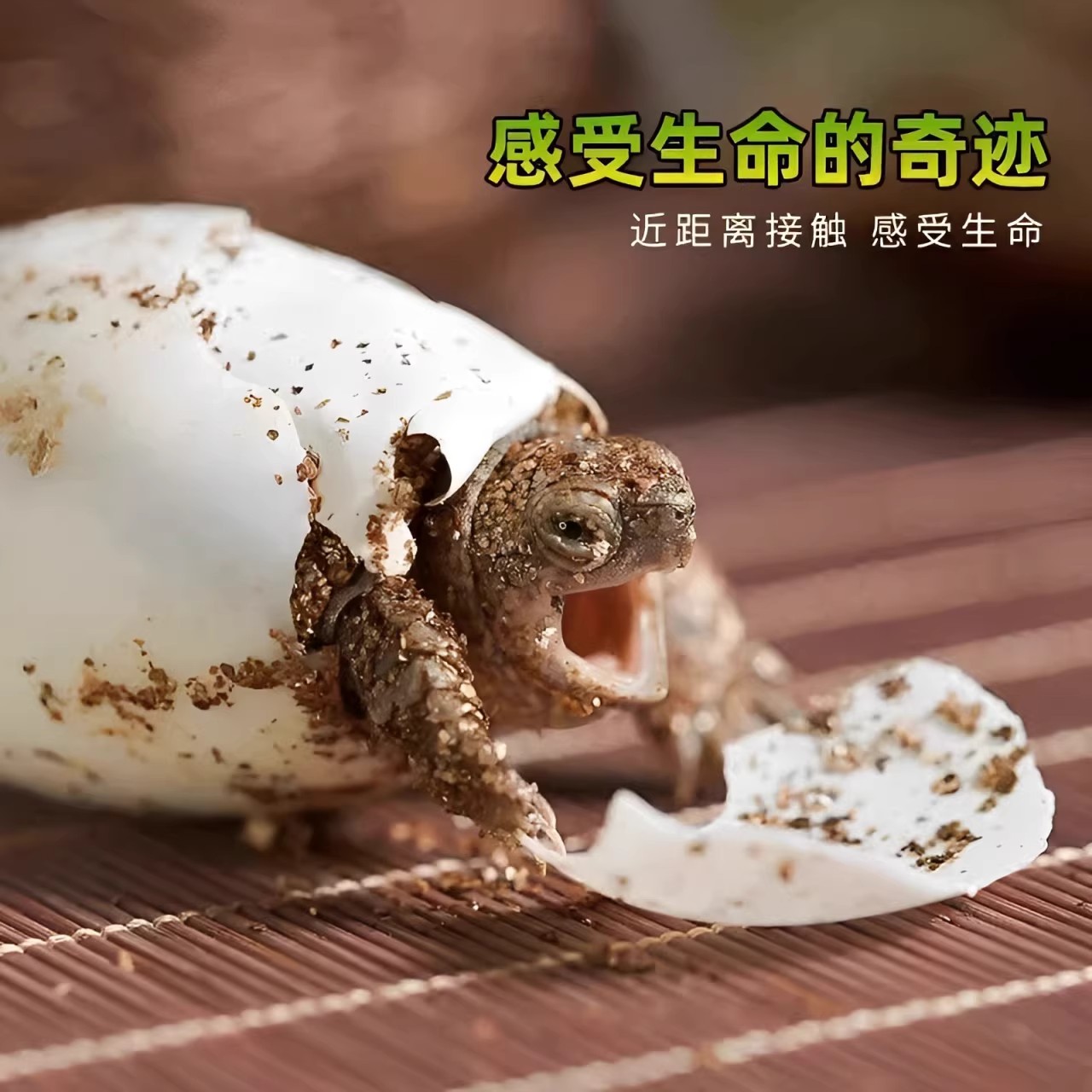 龟/鳖