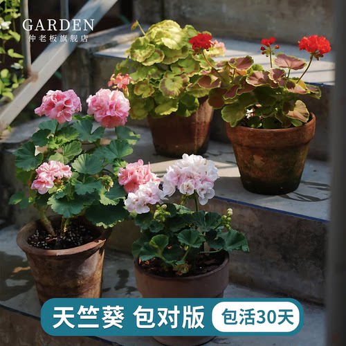 天竺葵盆栽重瓣大花阳台花卉绿植