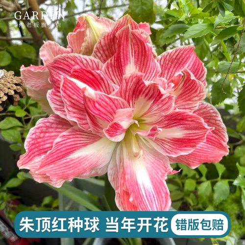 朱顶红种球重瓣阿弗雷地栽球根