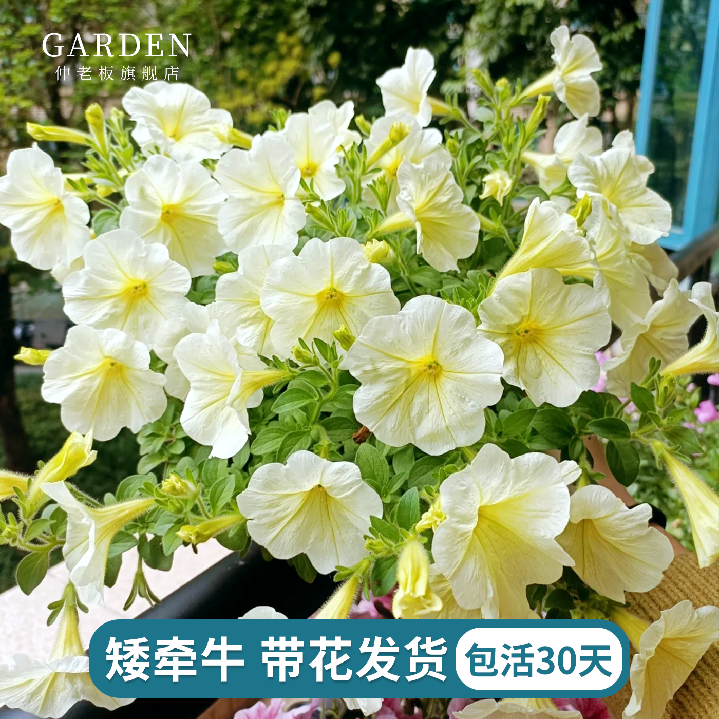 重瓣矮牵牛盆栽带花星空大苗阳台庭院垂吊植物花卉花期长牵牛花苗