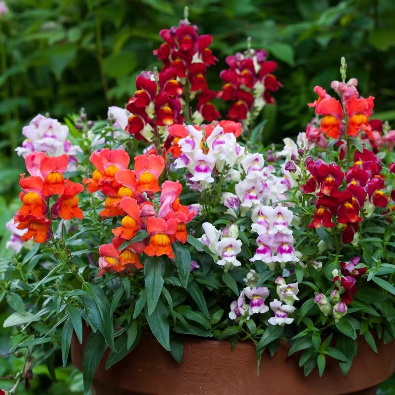 金鱼草花种子四季种室内外盆栽