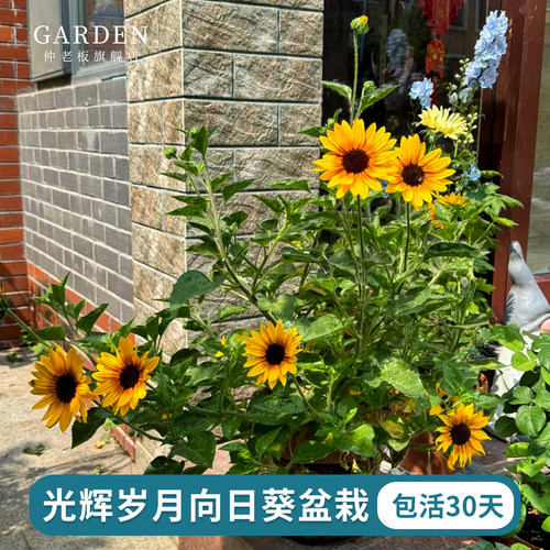 光辉岁月盆栽宿根向日葵室外植物