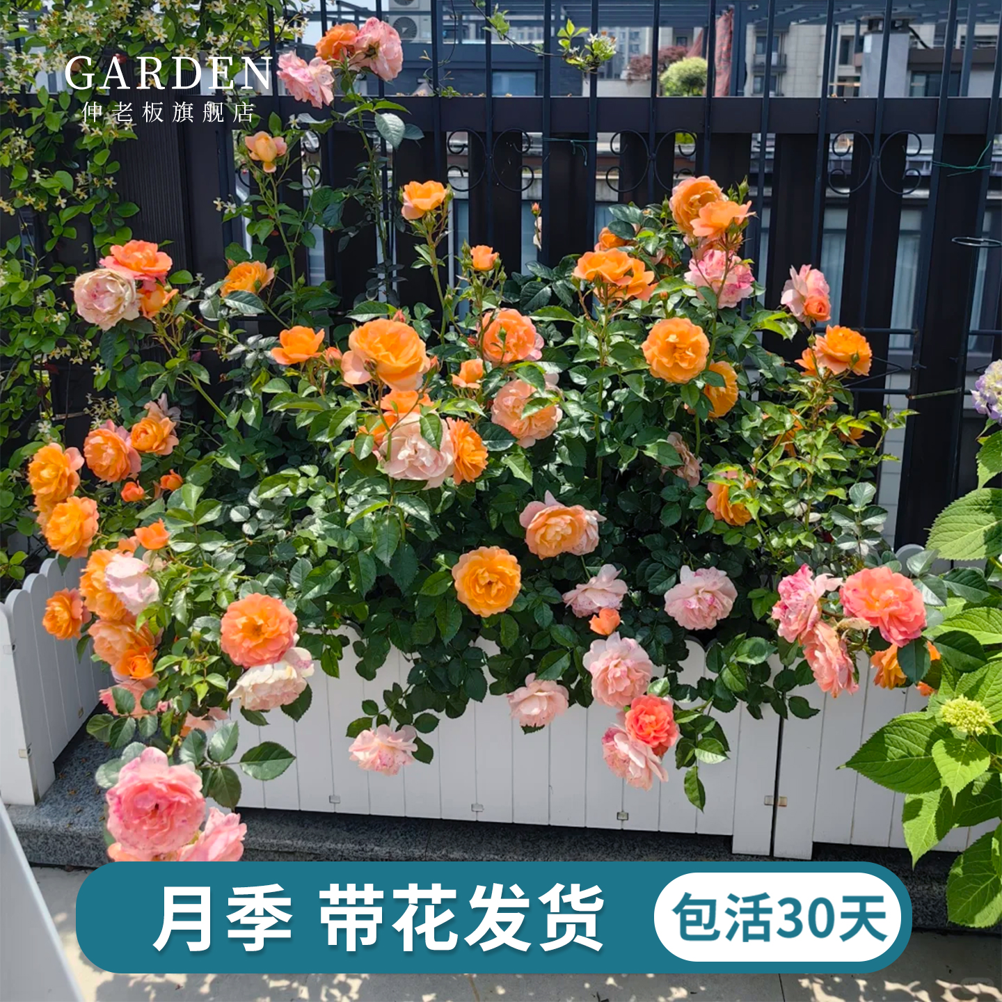 果汁阳台月季花苗带花苞四季浓香