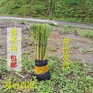 香茅草苗柠檬草种苗驱蚊草苗盆栽泰国冬阴功可食用香茅苗