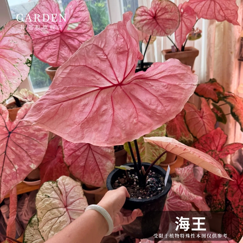 海王彩叶芋网红ins绿植盆栽好养