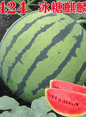 冰糖麒麟西瓜种子麒麟西瓜8424西瓜种籽种四季春夏甜美都西瓜种孑