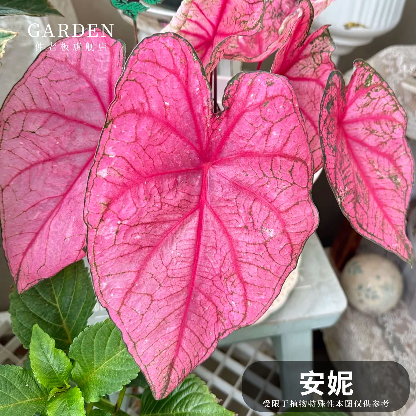 彩叶芋盆栽大球观叶植物好养活图片