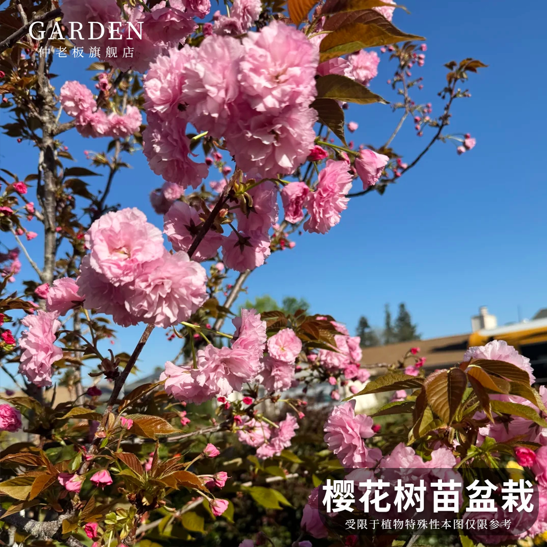 樱花树苗盆栽阳台庭院耐寒花图片