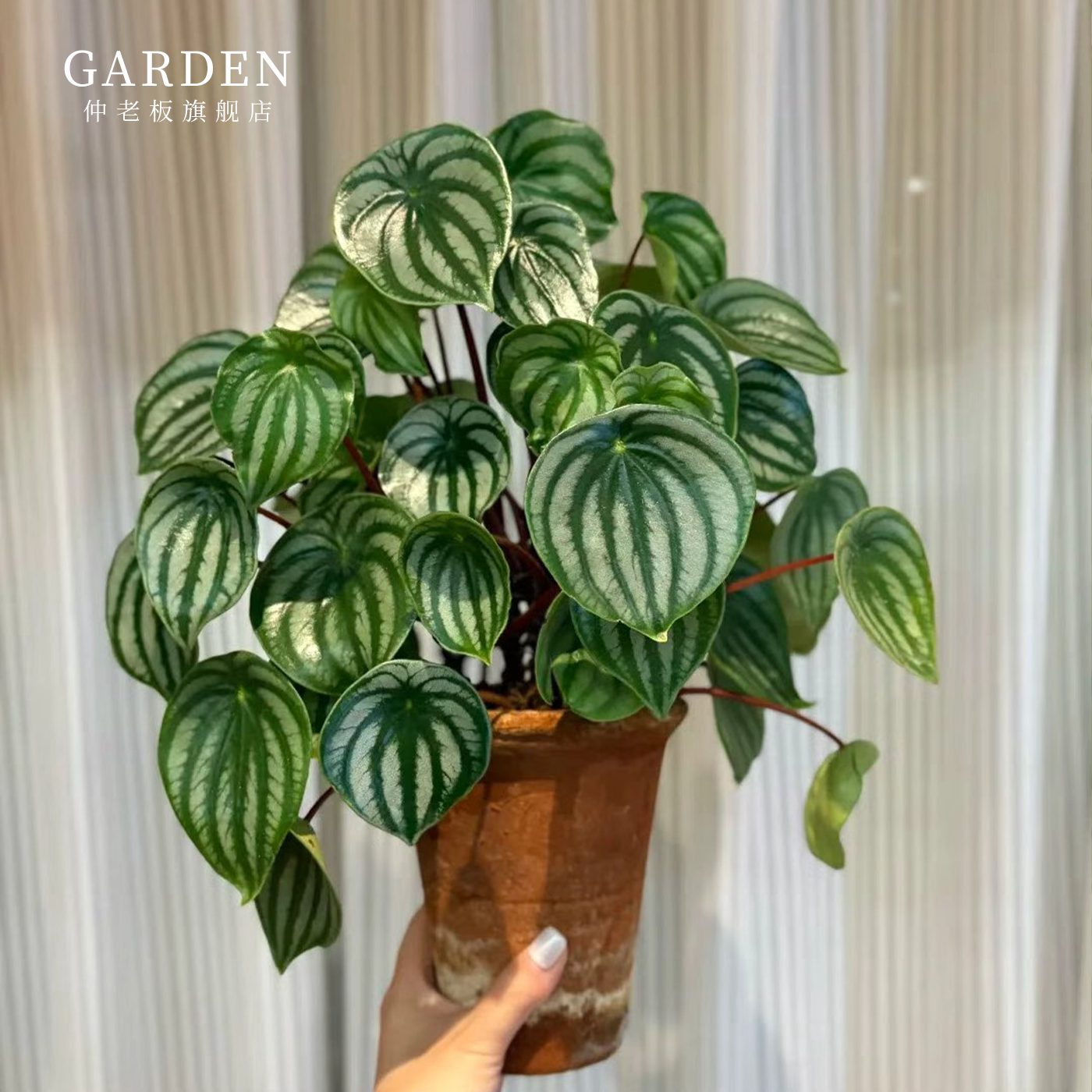 西瓜皮秋海棠网红ins风绿植盆栽室内阳台花卉进口观赏好养易活耐