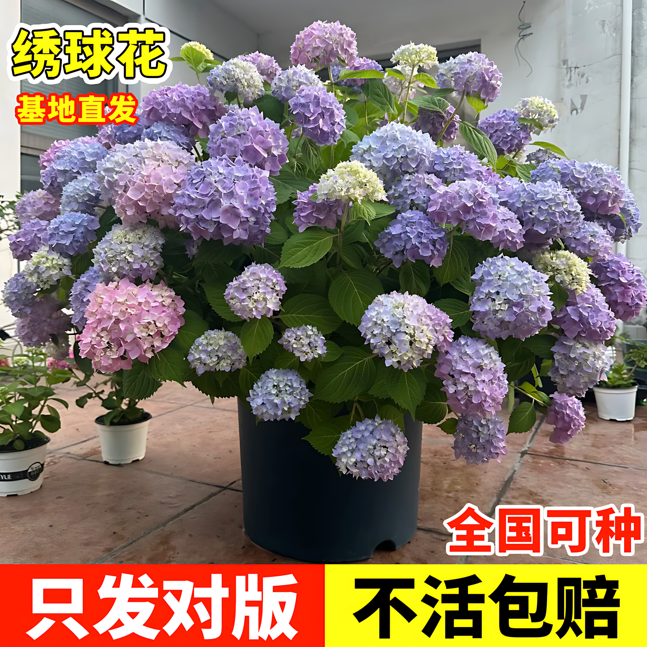 绣球花苗盆栽花卉植物室内好养
