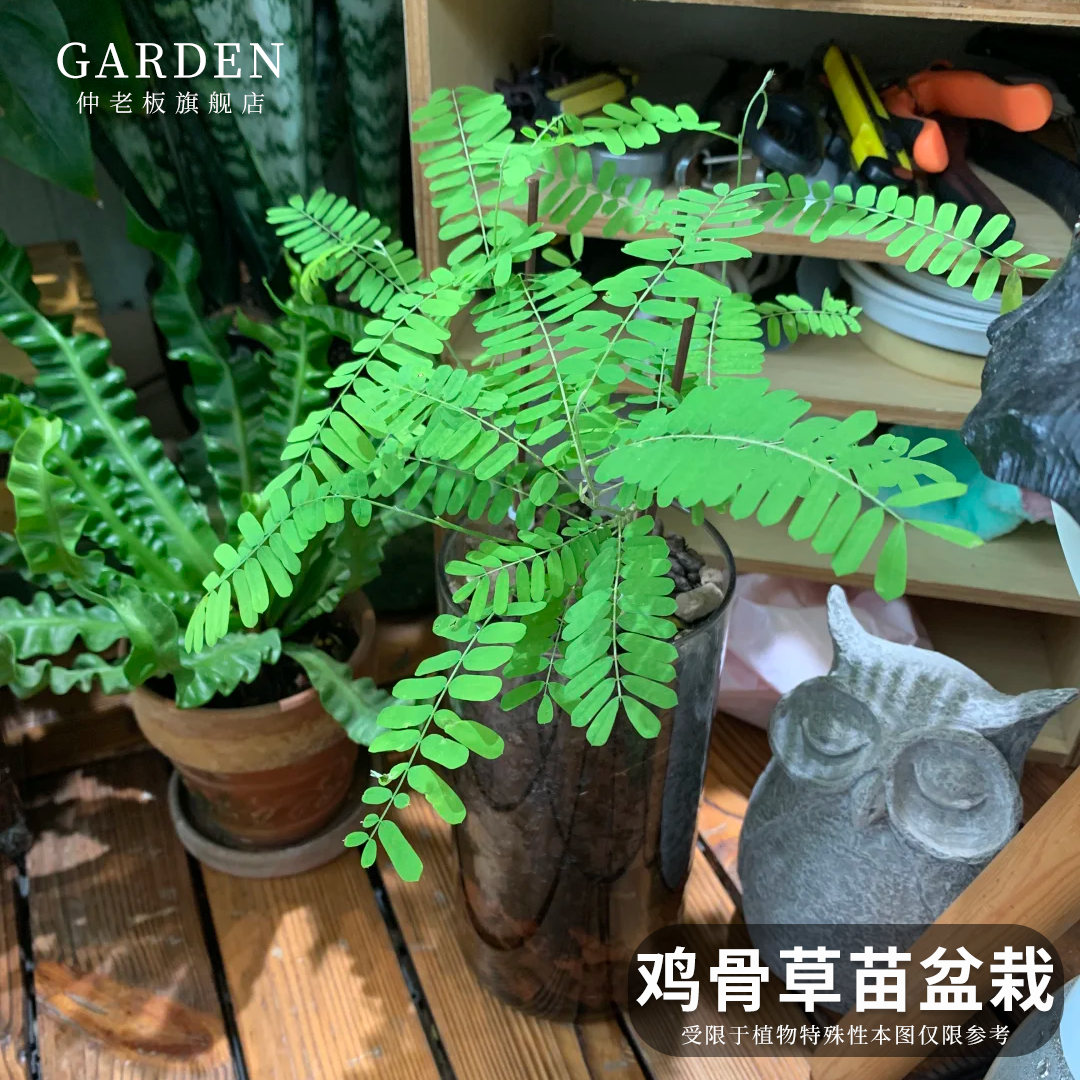 鸡骨草苗盆栽广东相思子绿植红母草苗 可食用大黄草好养 植物耐热