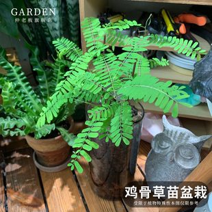 鸡骨草苗盆栽广东相思子绿植红母草苗 可食用大黄草好养 植物耐热