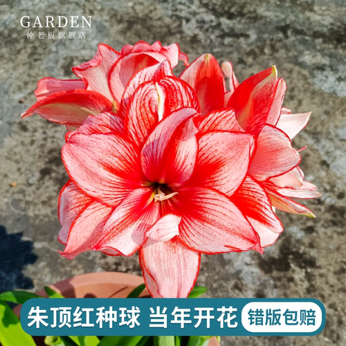 朱顶红种球重瓣阿弗雷地栽球根