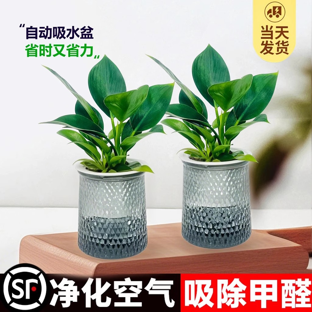 金钻绿公主盆栽绿箩萝水培植物