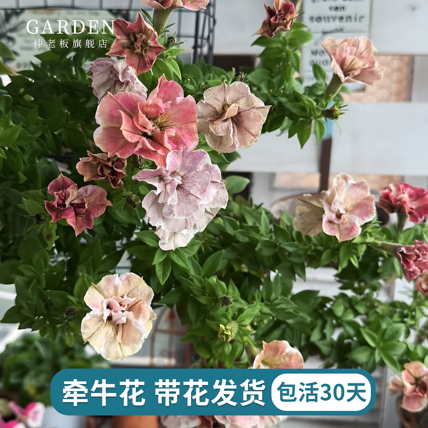 矮牵牛花苗盆栽庭院耐寒垂吊花卉