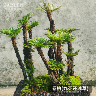 卷柏造景迷你植物创意盆栽九死还魂草假山绿植吸水石微型草本花卉