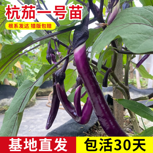 杭茄一号长茄种子茄子苗秧春秋播