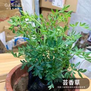 贼仔草 中药材芸香草 香艾盆栽 臭草 散瘀止血 扒龟草 香茅筋骨草