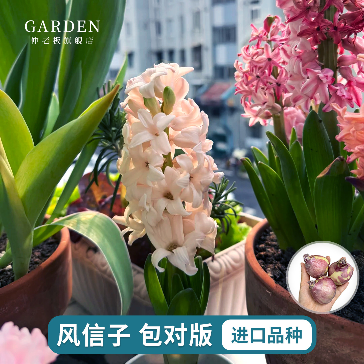 风信子种球水培套装四季水养郁金香花卉室内耐寒土培绿植秋冬盆栽